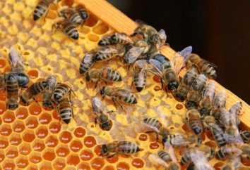 Bienenzucht für Anfänger: Wo soll ich anfangen? Methoden der Bienenzucht