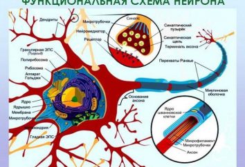 Otoczka mielinowa włókien nerwowych: Odzyskiwanie funkcji