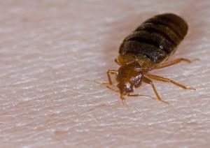 Comment détruire les insectes dans l'appartement? La lutte contre les punaises de lit: des outils, des critiques