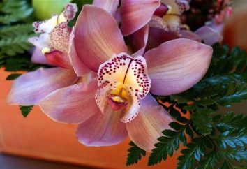 Orchidées Cumbria – une belle création de mains humaines