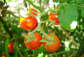 Les tomates aliments: Conseils