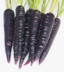 zanahoria negro: antiguo, útil, sabroso