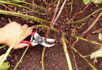 Giardinaggio Blackberry – semina e cura dei cespugli