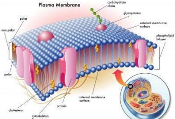 Especialmente la estructura y función de las membranas celulares