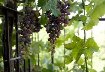 Uvas: crescer a partir de sementes em casa, especialmente o cuidado