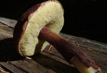 Cottura Mokhovikov: funghi marinati in tre varianti
