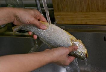 Jak szybko oczyścić ryby na skal? Nóż do czyszczenia ryb