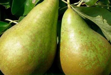 Las primeras variedades de peras: fotos, descripción, comentarios