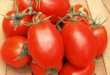 Roma Tomato: charakterystyka i opis odmiany