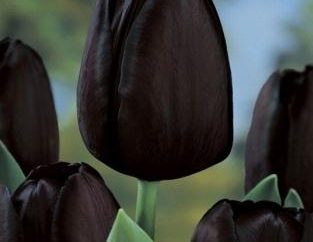 Tajemnicze tulipany: czarny kwiaty w ogrodzie