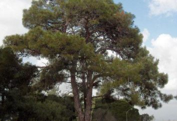 O pinheiro Pitsunda único. Onde cresce, o que é surpreendente como crescer e se é possível