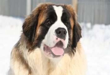 Perro de la raza del perro guardián de Moscú: fotos, naturaleza, las características y el contenido de los exámenes de la perrera
