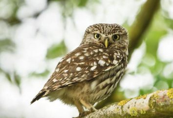 Owl – ist, dass Vogel? Die Eule isst ein Haus?