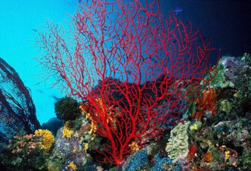 Fantastica bellezza della barriera corallina, o che cosa è il corallo