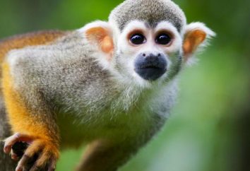 mono ardilla: la vida y el hábitat de los primates sorprendente