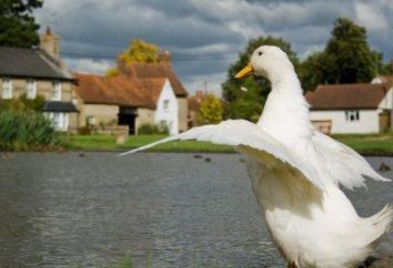 Ducks – Rasse, weit verbreitet in Russland