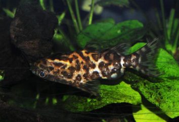 le poisson-chat Aquarium, Changeling: description, photo