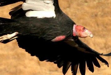 Condor de Californie: l'habitat et la description des espèces