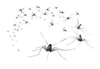 Wildlife: Dlaczego komary piją krew i oni umierają?