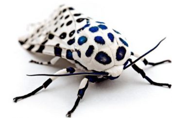Le rôle des insectes dans la nature, leur importance pratique pour l'homme