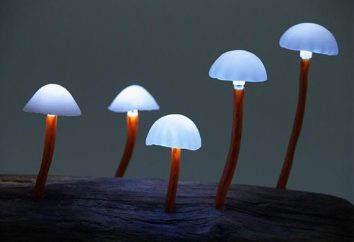 Geschichte über den Pilz: Wie kommen und schreiben