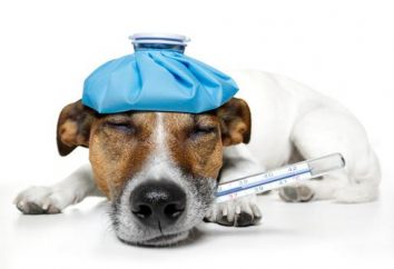 Smolensk. Clínica Veterinaria – ayudar a una mascota