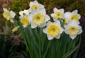 Narciso. Messa a dimora e la cura. tulipani
