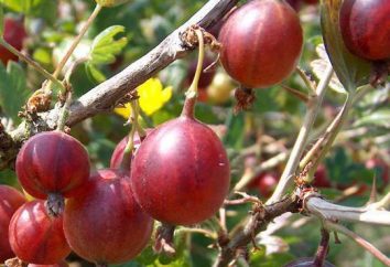 Gooseberry Masheka: descrizione della varietà