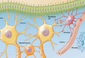 W jaki sposób komórka nerwowa? Komórki układu nerwowego