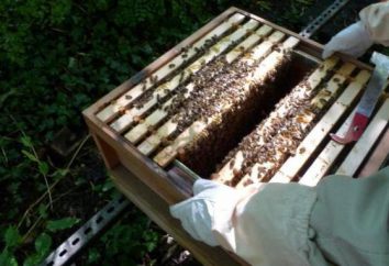Top spogliatoio delle api in inverno con sciroppo di zucchero. Il tempo e il numero di vestire