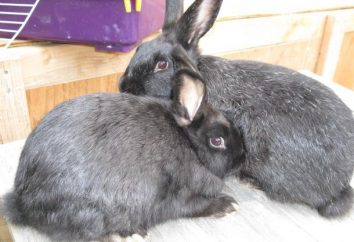 Plata de conejo: una descripción de la raza, comentarios, cuidado