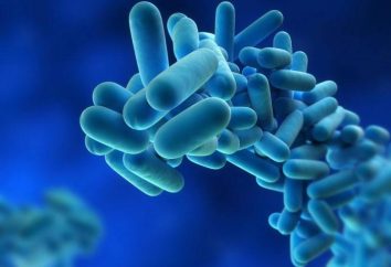 Da che parte si moltiplicano i batteri: polemica o divisione?