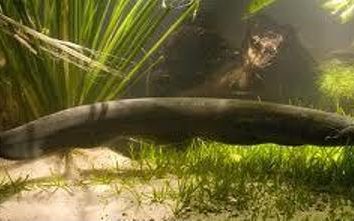 anguilas eléctricas – los habitantes de las aguas turbias del Amazonas