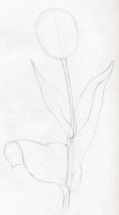 Come Disegnare Un Tulipano In Cinque Minuti