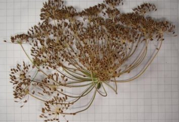 Nasiona kopru. Właściwości lecznicze i zastosowanie