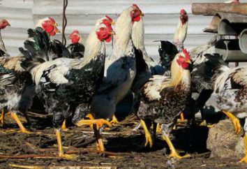 I polli sono vociferi yurlovic: una descrizione della razza, condizioni di detenzione, alimentazione, recensioni