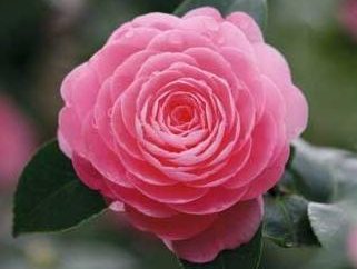 flor Camellia: como cuidar adequadamente em casa