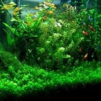 Hornwort dans un aquarium: les soins et les conditions. Comment planter dans l'aquarium cubain krasnostebelny, cornifle vert foncé?