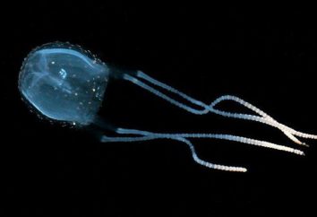 Irukandji – meduzy tyran: opis, siedlisko i zagrożenie dla człowieka
