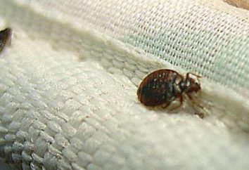 Quali sono i bug domestici che hanno paura? Come sbarazzarsi di loro?