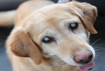 Chez les chiens: cataractes Causes et traitement