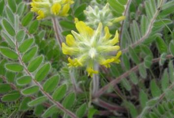 Astragalus sherstistotsvetkovy: therapeutische Eigenschaften und wächst auf einem Gartengrund