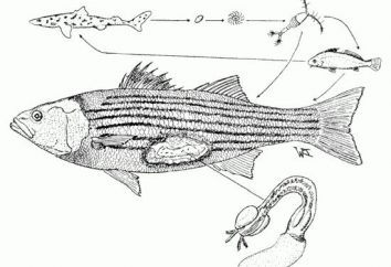 Seliternaya peces: ¿Es posible comer?