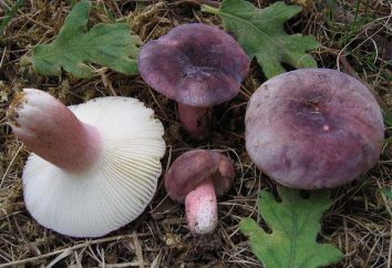 Russula – champignon, adaptée à tous les plats