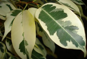 Enciclopedia delle piante d'appartamento: Ficus benjamina – assistenza a casa