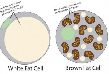 Brązowy tłuszcz u ludzi: opis funkcji i cech