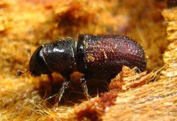 ¿Cómo lidiar con el escarabajo de la corteza en el jardín y el hogar