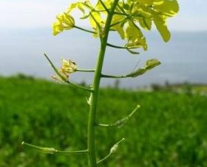 Mostaza – una planta universales