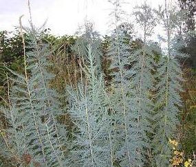 Mericariae lisohvostnikovaya: Bepflanzung und Pflege (Myricaria alopecuroides)