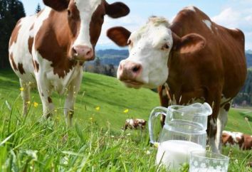 Czy opłaca się trzymać krowę dla mleka: Opinie i obliczania